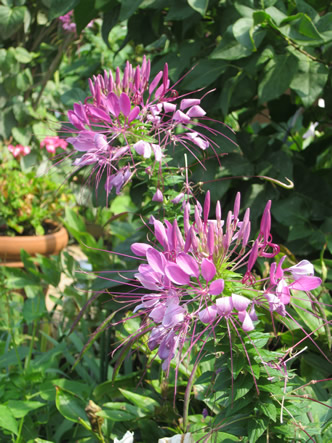 Fall and Arizona 005