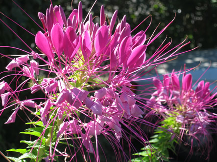 Fall and Arizona 013