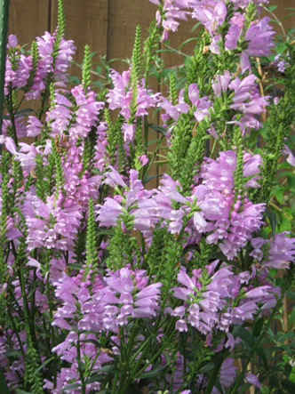 Fall and Arizona 025