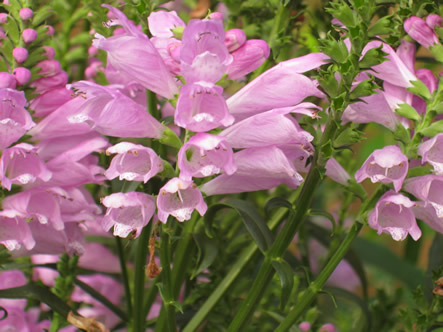 Fall and Arizona 026