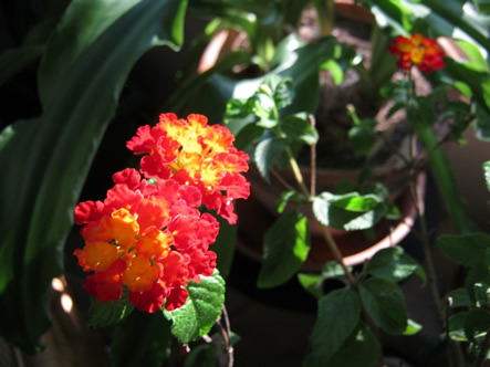 Lantana