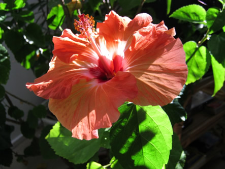 Hibiscus (indoors)