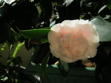 Camellia