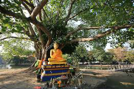 buddha_under_bodhi_tree-edit