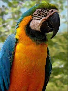 parrot