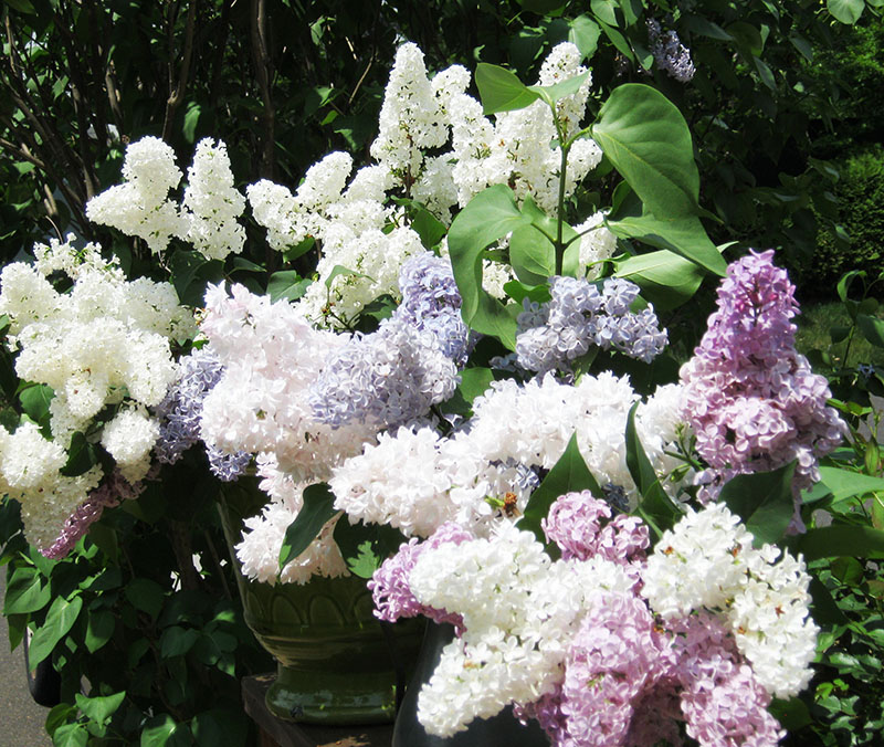 lilacs
