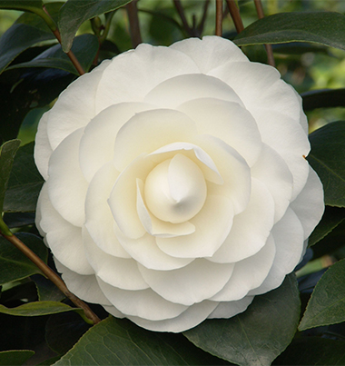 white camellia
