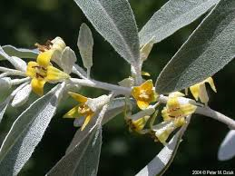 olive flowers