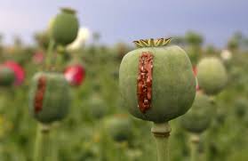 poppy cultivation