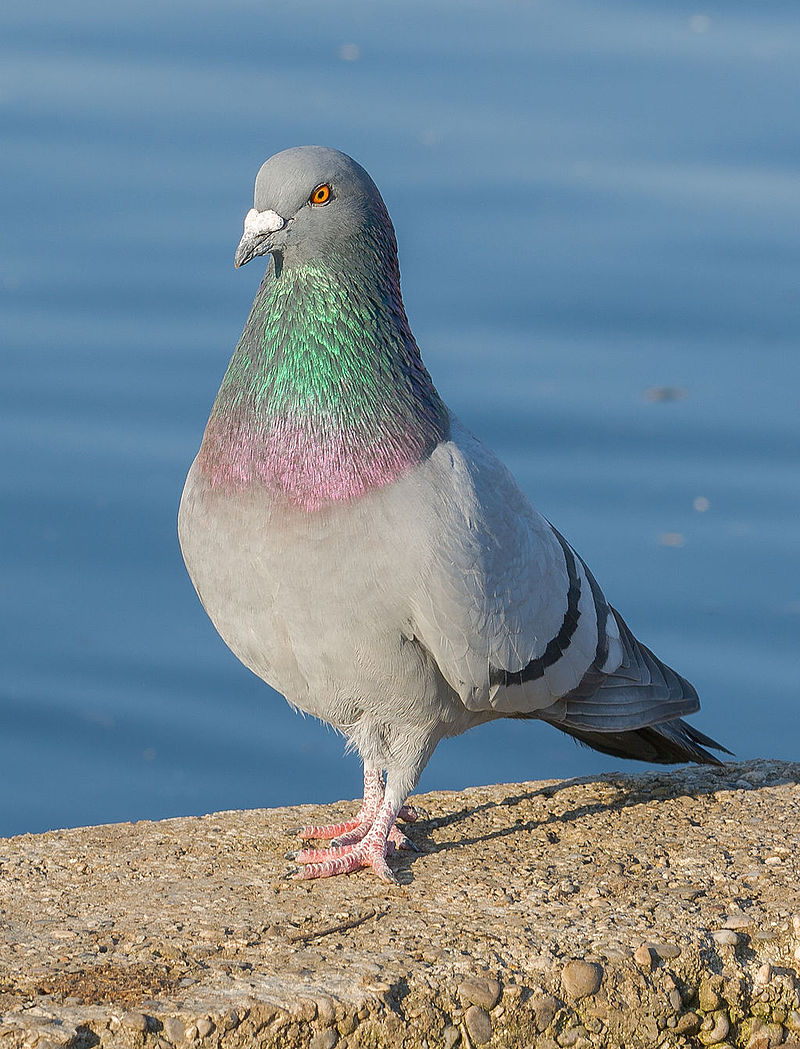 rock dove two