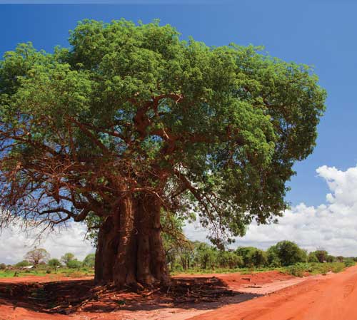 Baobob-article-500x499