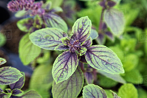 africa blue basil