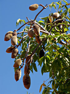 boab fruits