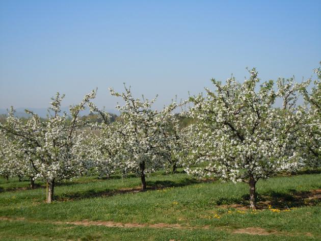 apple trees