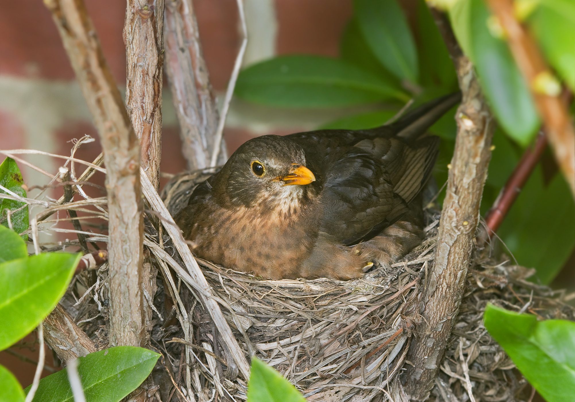 bird in nest