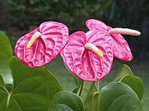 Anthurium_Olga