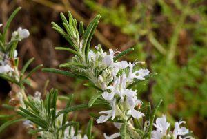 White Rosemary herb flowers Rosmarinus officinalis var. albiflorus