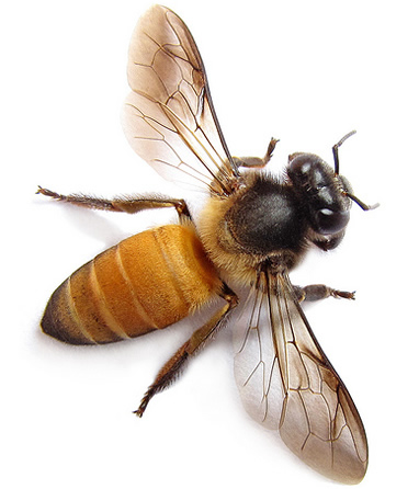 bee1