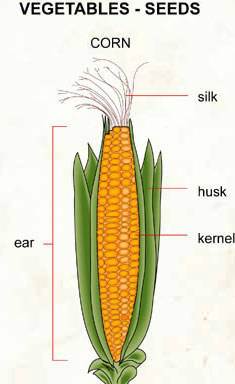 corn - silk