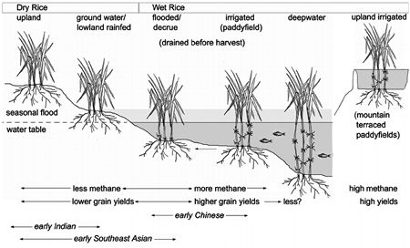 dry rice and wet rice