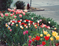 garden_07_tulips