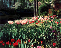 garden_08_tulips