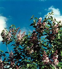 garden_11_lilacs