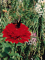 garden_13_zinnia