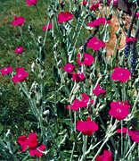 garden_16_lychnis