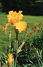 garden_20_iris