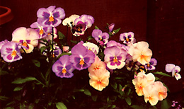 garden_21_pansies