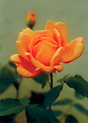 garden_22_rose