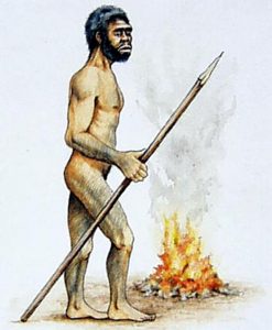 homo_erectus