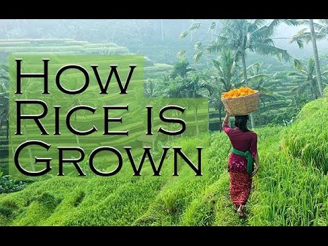 how rice is grown in bali