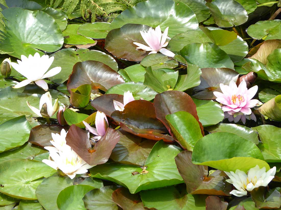 lotus_guenther_two