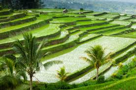 more rice terraces