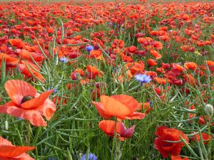 poppies_guenther_(1)