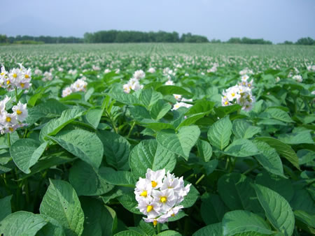 potato field one