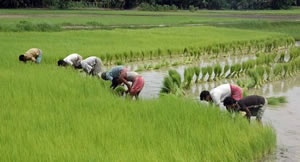 rice cultivation assam india