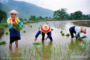 rice cultivation in china