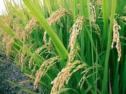 rice plant