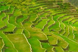 rice terraces