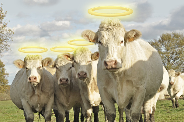 sacred_cow