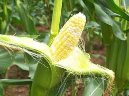 sweet corn