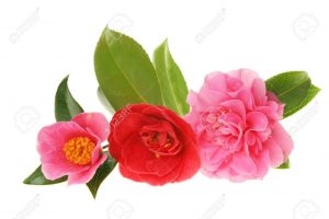 three-camellias