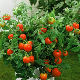 tomato plant