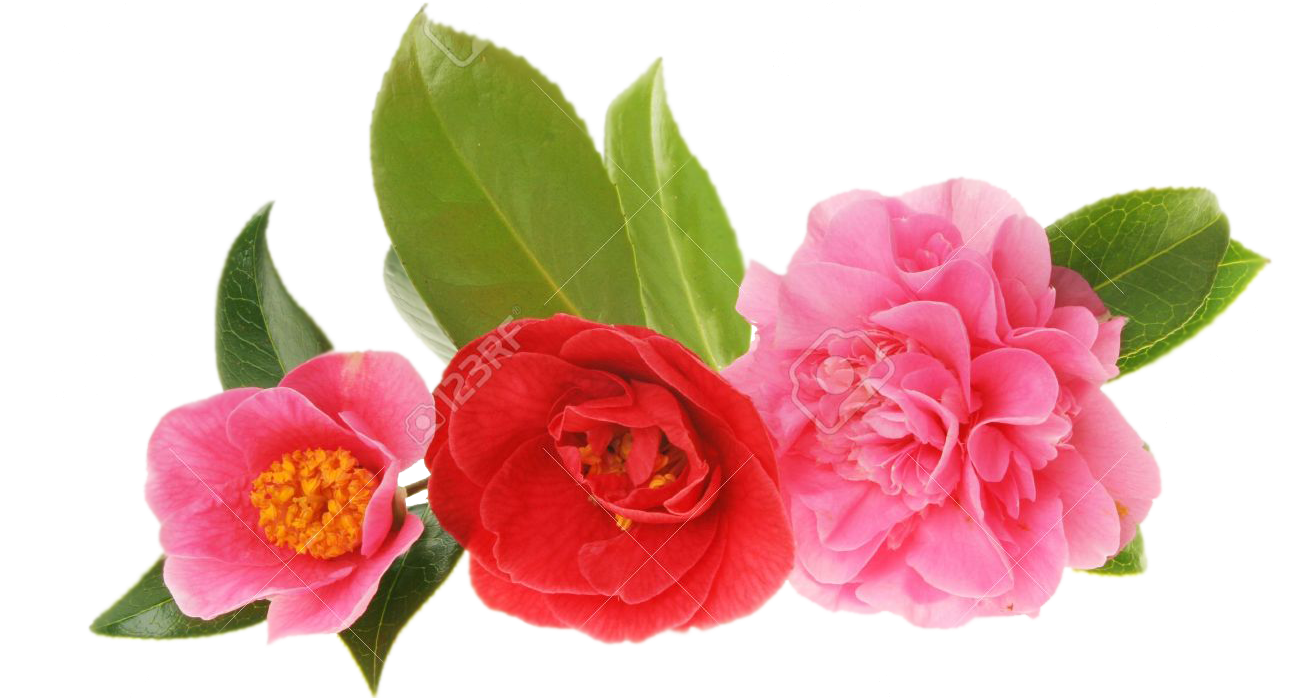 three-camellias-2