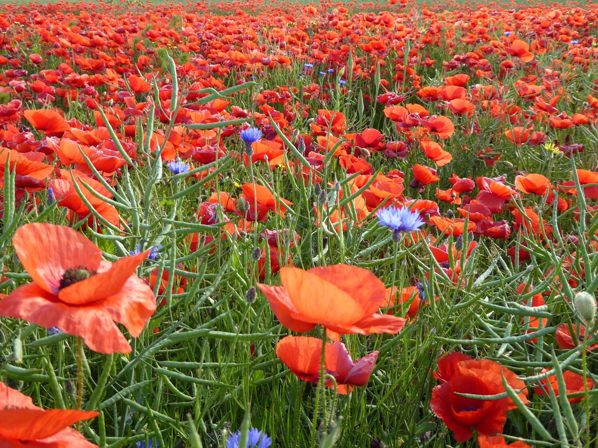 poppies one