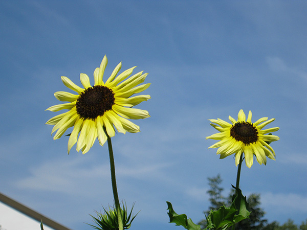 mini sunflower-sm