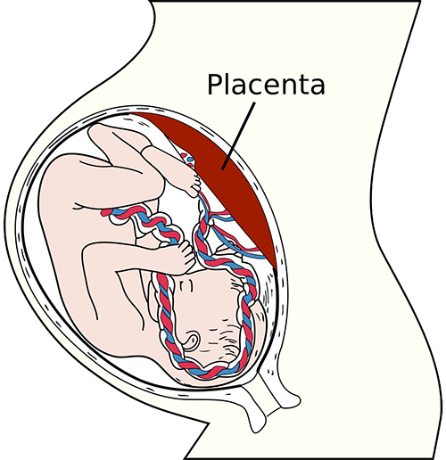placenta - syncytin gene